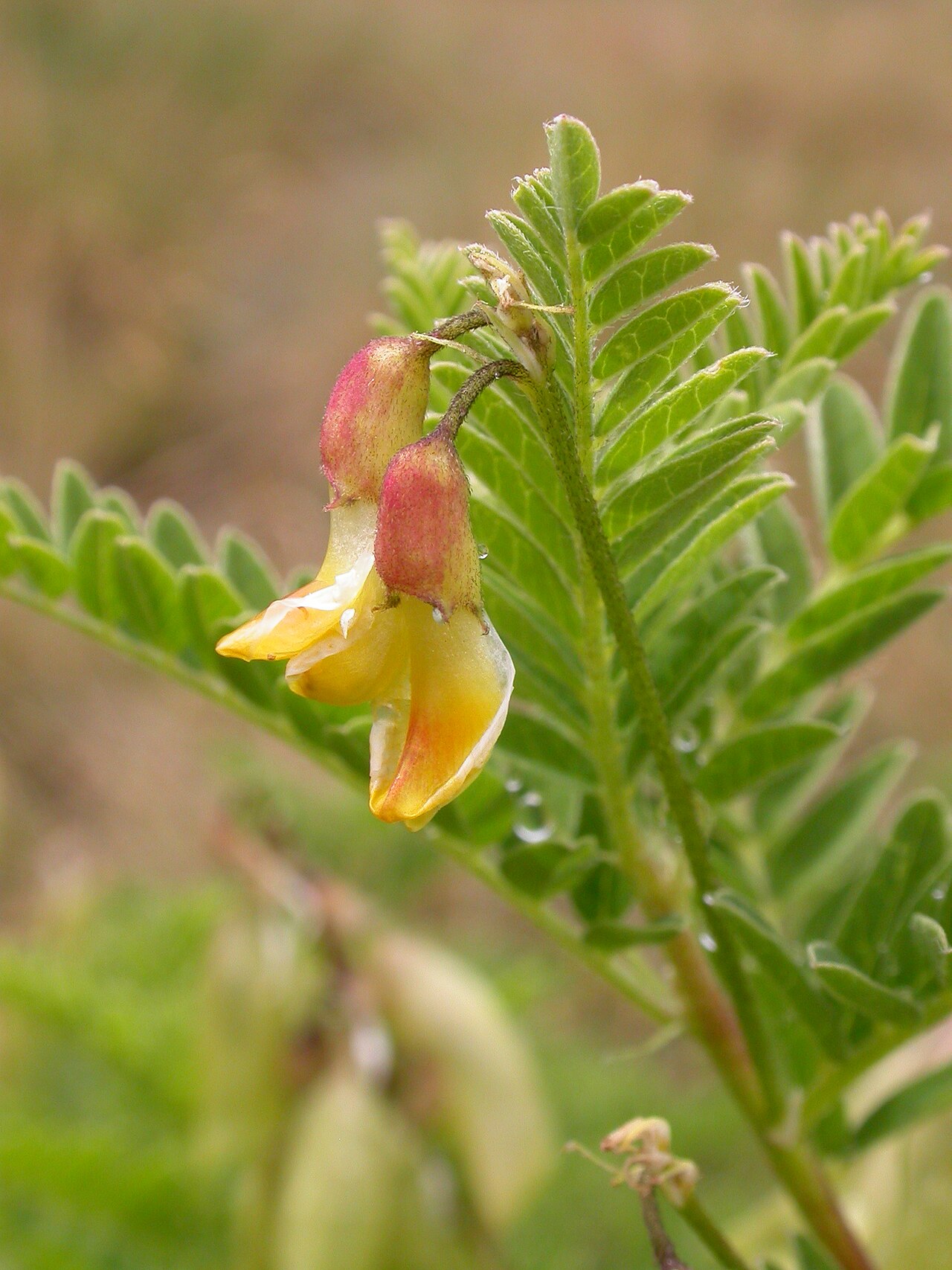 Mountain lentil: Astragalus penduliflorus Zermatt, Riffelberg (Kanton Wallis, Switzerland), 2500 m Author: Barbara Studer – own photograph Date: 2.08.06