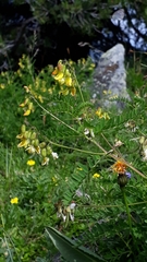 Mountain lentil (Astragalus penduliflorus)
