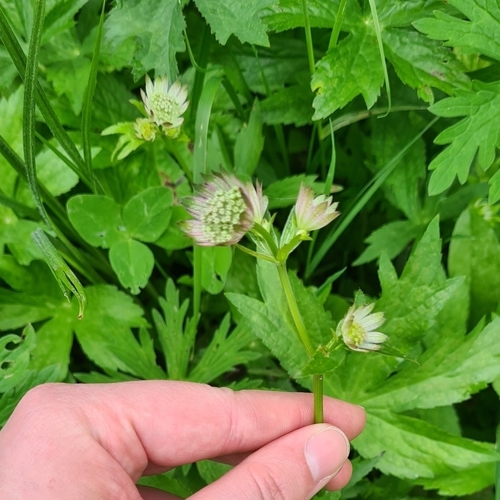 Great masterwort (Astrantia major)
