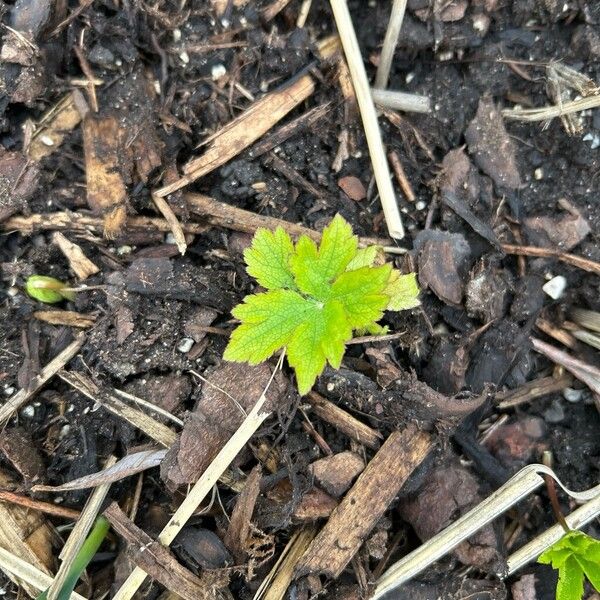 Great masterwort (Astrantia major)