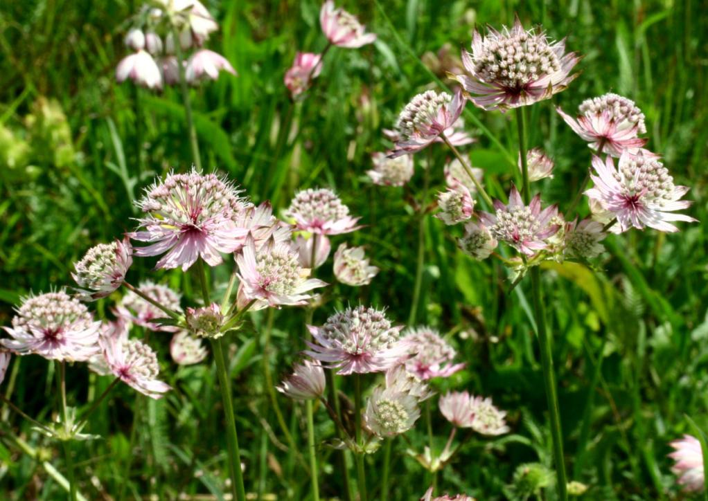 Great masterwort: Astrantia major