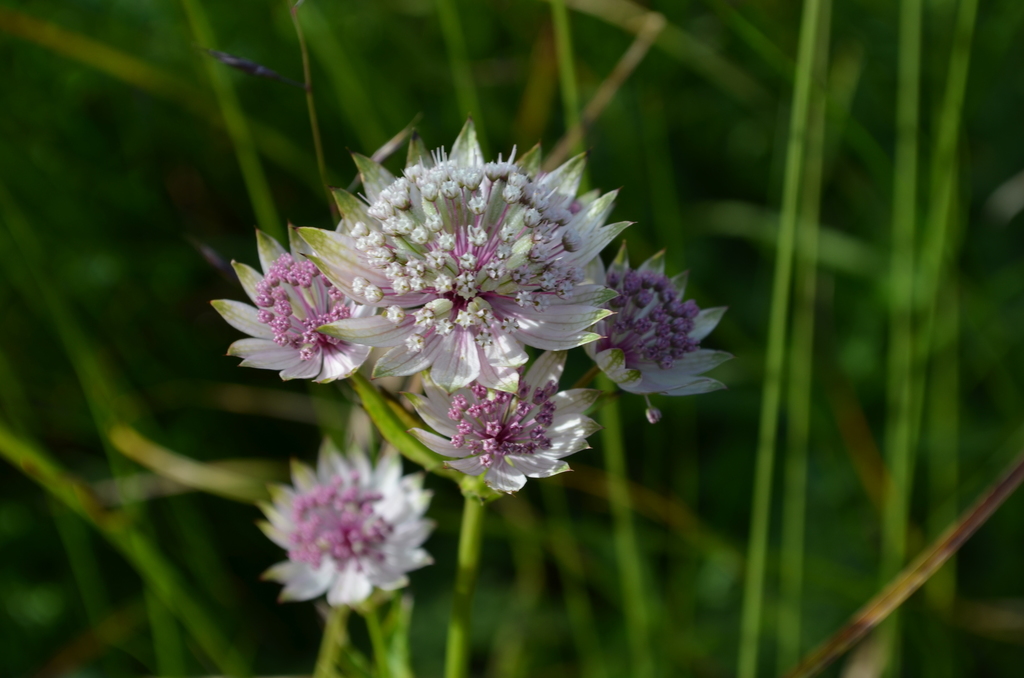 Great masterwort (Astrantia major)