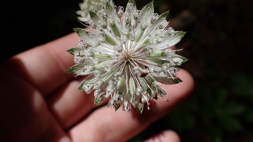Great masterwort (Astrantia major)
