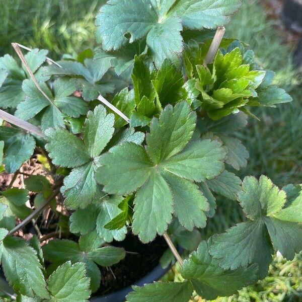 Great masterwort (Astrantia major)