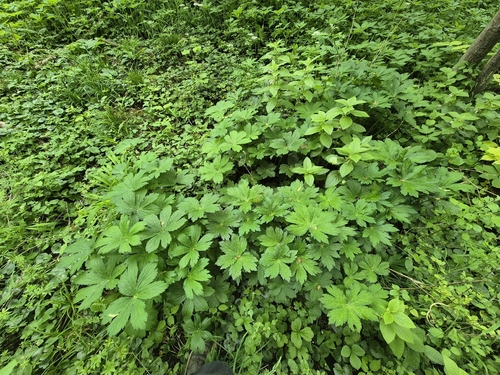 Great masterwort (Astrantia major)