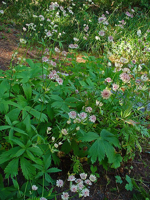 Great masterwort: Astrantia major , Apiaceae, Great Masterwort, habitus; Heidi’s Flower Trail, St. Moritz, Engadin, Switzerland, altidude ca. 2.000 m.