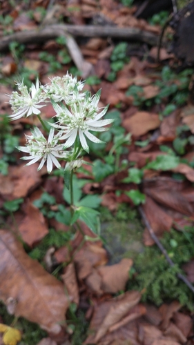 Great masterwort (Astrantia major)