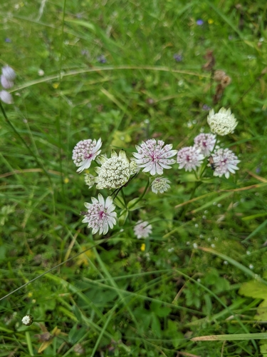 Great masterwort (Astrantia major)
