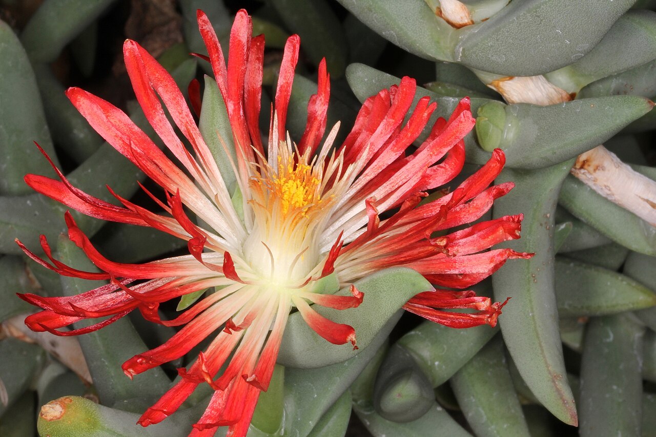 Astridia longifolia: Astrida longifolia