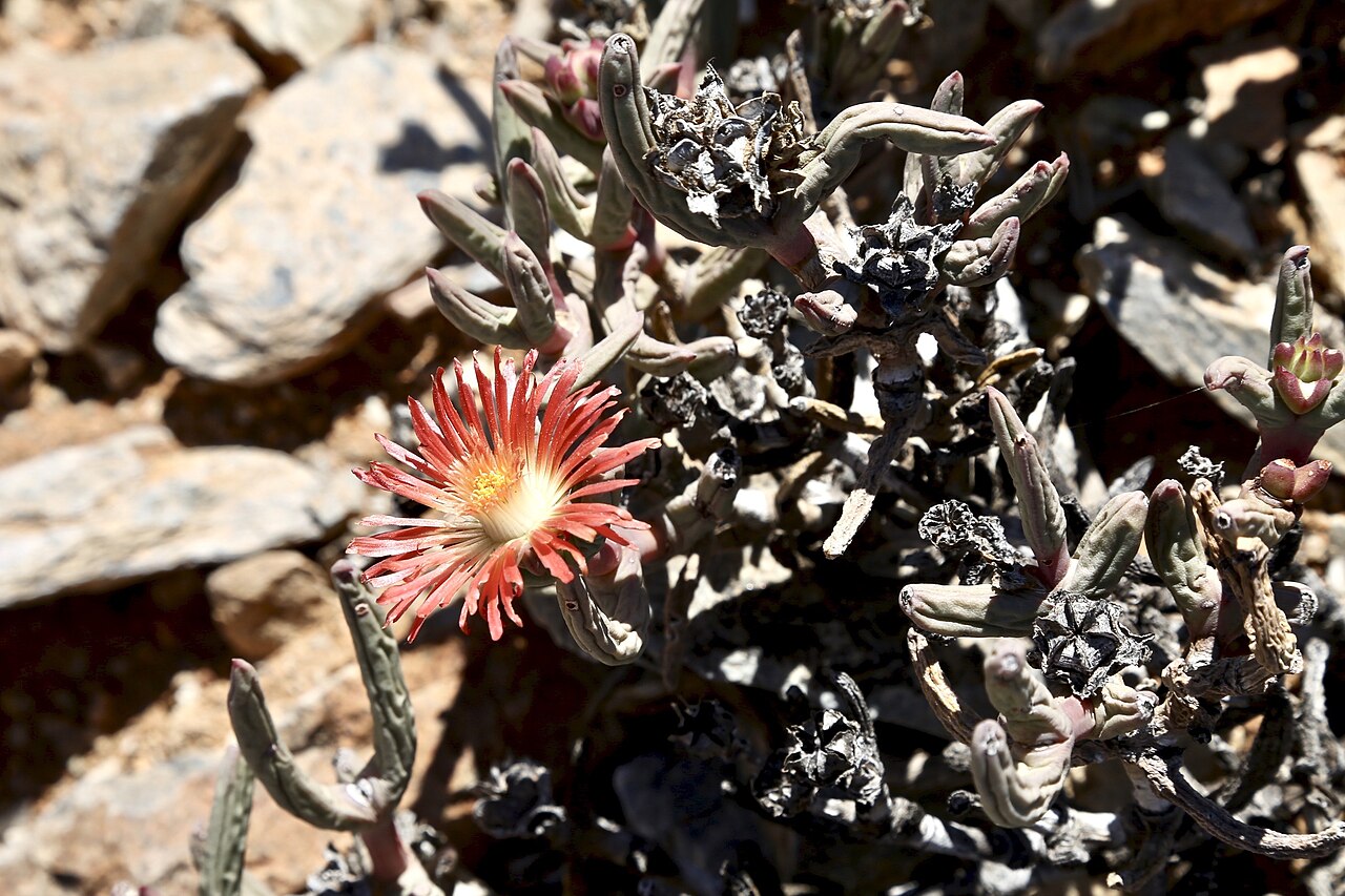 Astridia longifolia: ǀAi-ǀAis/Richtersveld Transfrontier Park east of Helskloof, Northern Cape, South Africa. The flower of Astridia longifolia has orange-red petals arranged in two