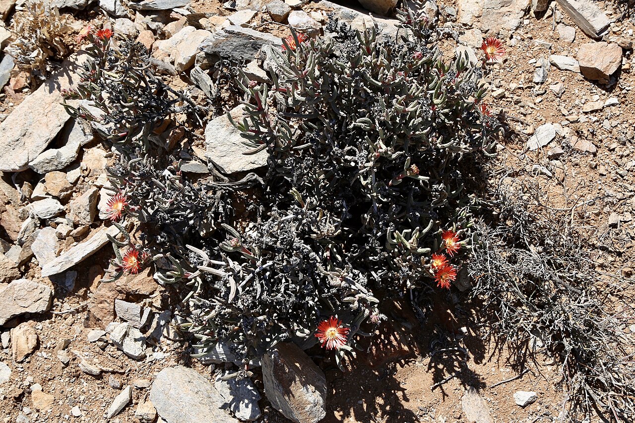 Astridia longifolia: ǀAi-ǀAis/Richtersveld Transfrontier Park east of Helskloof, Northern Cape, South Africa. The flower of Astridia longifolia has orange-red petals arranged in two