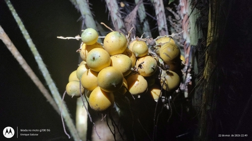 Astrocaryum acaule (Astrocaryum acaule)