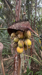 Astrocaryum acaule (Astrocaryum acaule)
