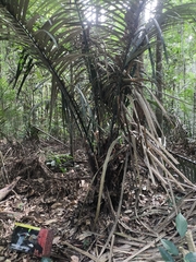 Astrocaryum acaule (Astrocaryum acaule)