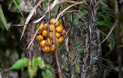 Astrocaryum acaule (Astrocaryum acaule)
