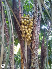 Astrocaryum acaule (Astrocaryum acaule)