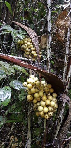 Astrocaryum acaule (Astrocaryum acaule)