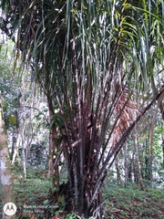 Astrocaryum acaule (Astrocaryum acaule)