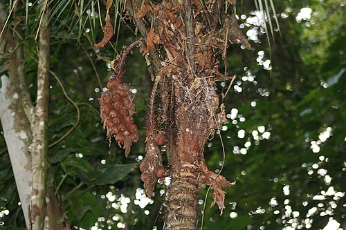 Astrocaryum aculeatissimum: Astrocaryum aculeatissimum . I don't know of an English common name. This is a common palm in our part of the lowland Atlantic Forest, with sharp needle-like sp