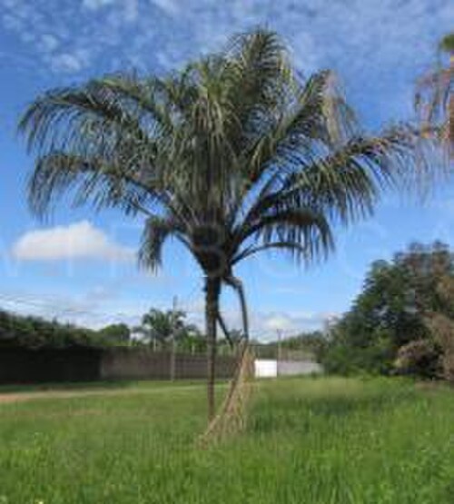 Star-nut palm: se encuentra en una plaza
