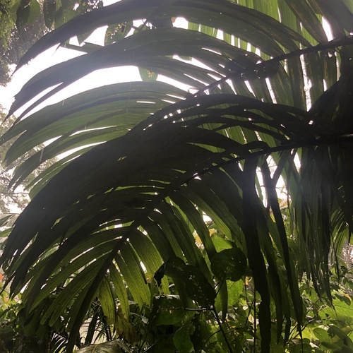 Coquillo palm (Astrocaryum alatum)