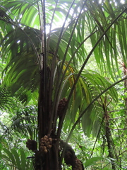 Coquillo palm (Astrocaryum alatum)