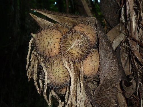 Coquillo palm (Astrocaryum alatum)