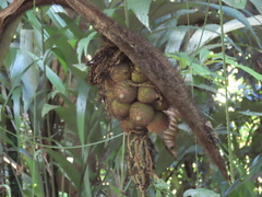 Coquillo palm (Astrocaryum alatum)
