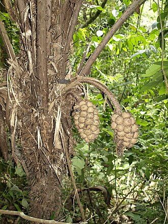 Coquillo palm: Arenal Hanging Bridges, Costa Rica