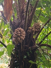 Coquillo palm (Astrocaryum alatum)