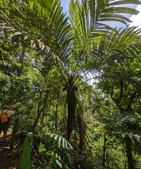 Coquillo palm (Astrocaryum alatum)