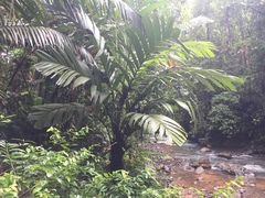 Coquillo palm (Astrocaryum alatum)