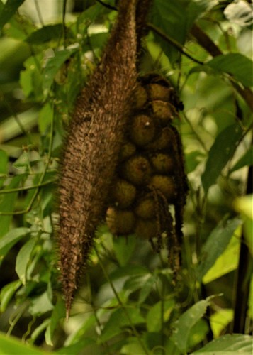 Coquillo palm (Astrocaryum alatum)
