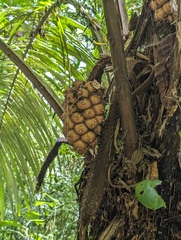 Coquillo palm (Astrocaryum alatum)
