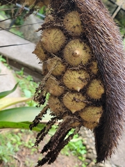 Coquillo palm (Astrocaryum alatum)