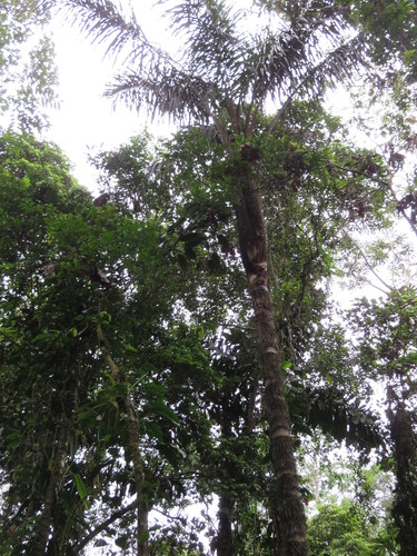 Astrocaryum chambira (Astrocaryum chambira)