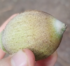 Astrocaryum chambira (Astrocaryum chambira)