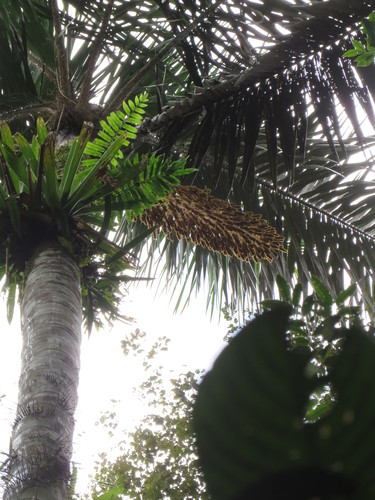 Astrocaryum chambira (Astrocaryum chambira)