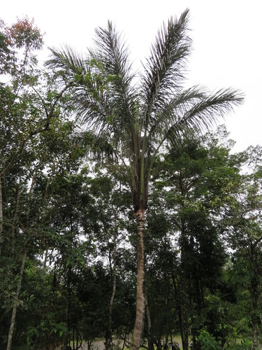 Astrocaryum chambira (Astrocaryum chambira)
