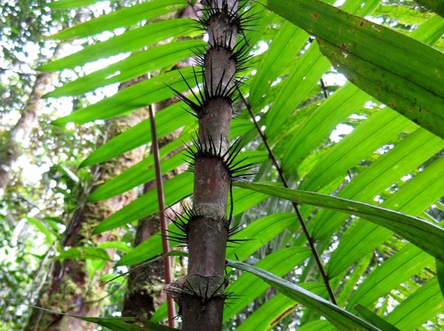 Astrocaryum chambira (Astrocaryum chambira)