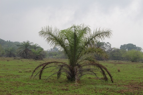 Astrocaryum chambira (Astrocaryum chambira)