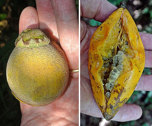 Astrocaryum chambira: The fruit of the Chambira Palm have an edible interior, and are used in folk medicine. Photo from eastern Ecuador.