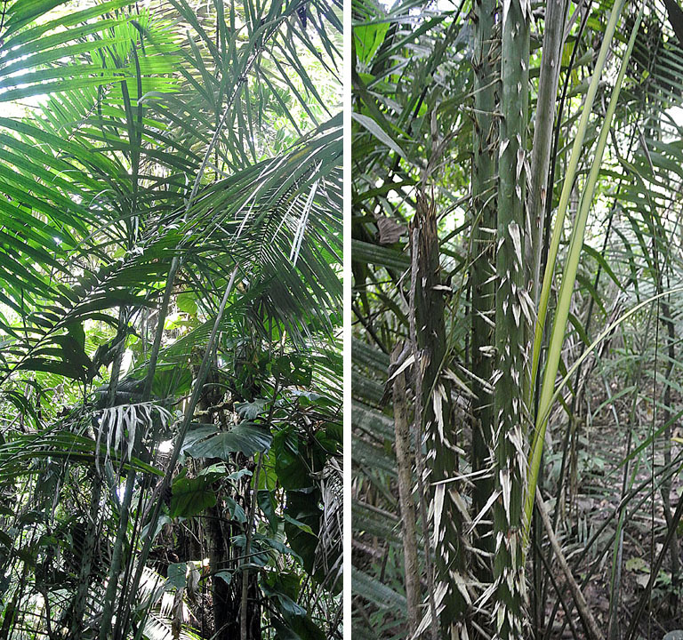 Astrocaryum chambira: The thorny Chambira Palm of the western Amazon Basin. A source of edible fruit, thatching material and fibers. Sacha Reserve, eastern Ecuador.