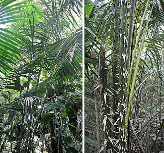 Astrocaryum chambira: The thorny Chambira Palm of the western Amazon Basin. A source of edible fruit, thatching material and fibers. Sacha Reserve, eastern Ecuador.