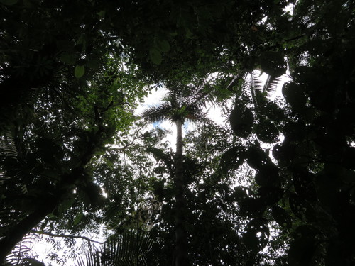 Astrocaryum chambira (Astrocaryum chambira)