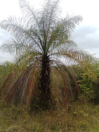 Astrocaryum jauari: Acrocomia aculeata
