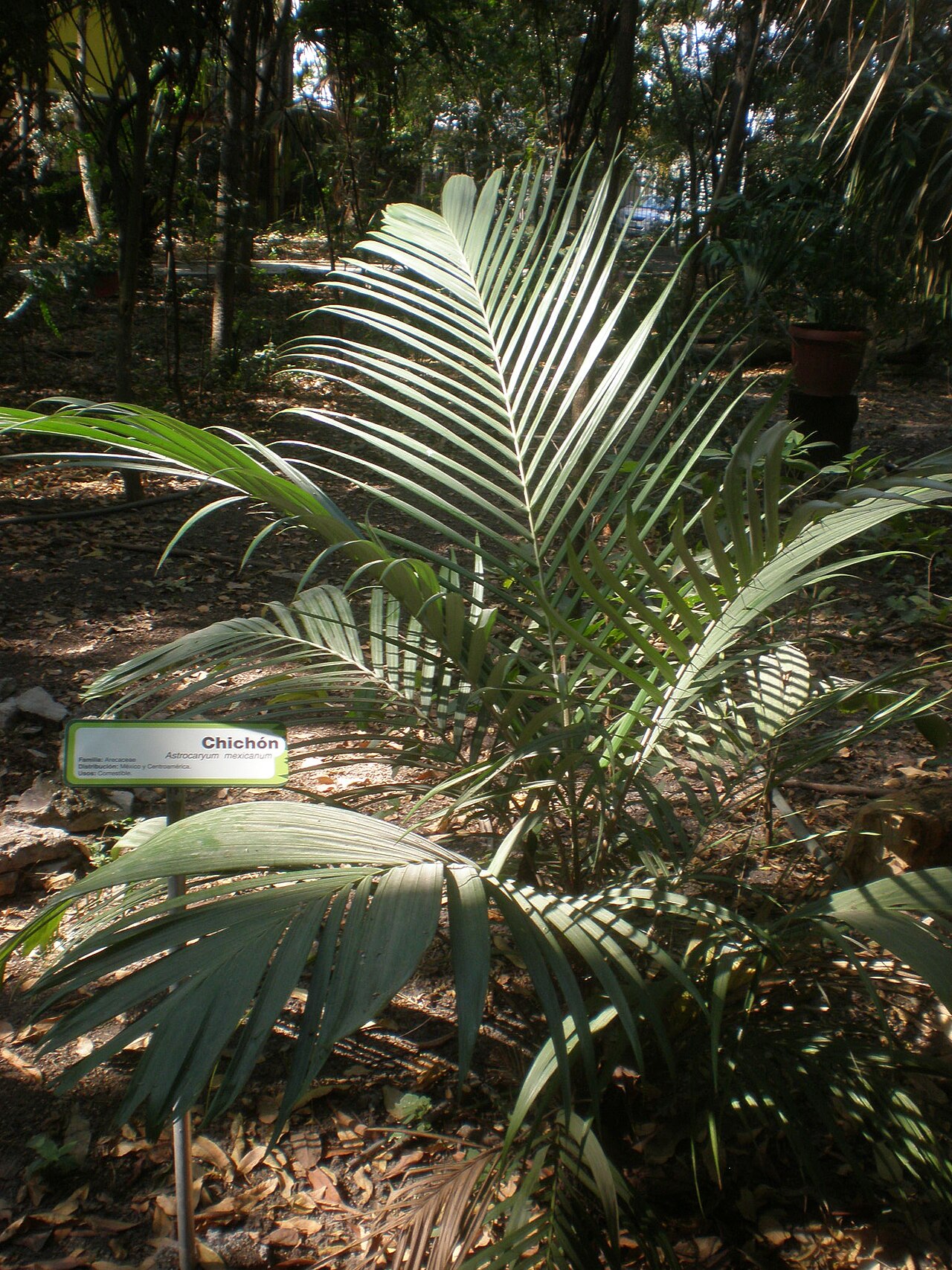 Astrocaryum mexicanum: Jardín Botánico Faustino Miranda, Tuxtla Gutiérrez, Chiapas, México.