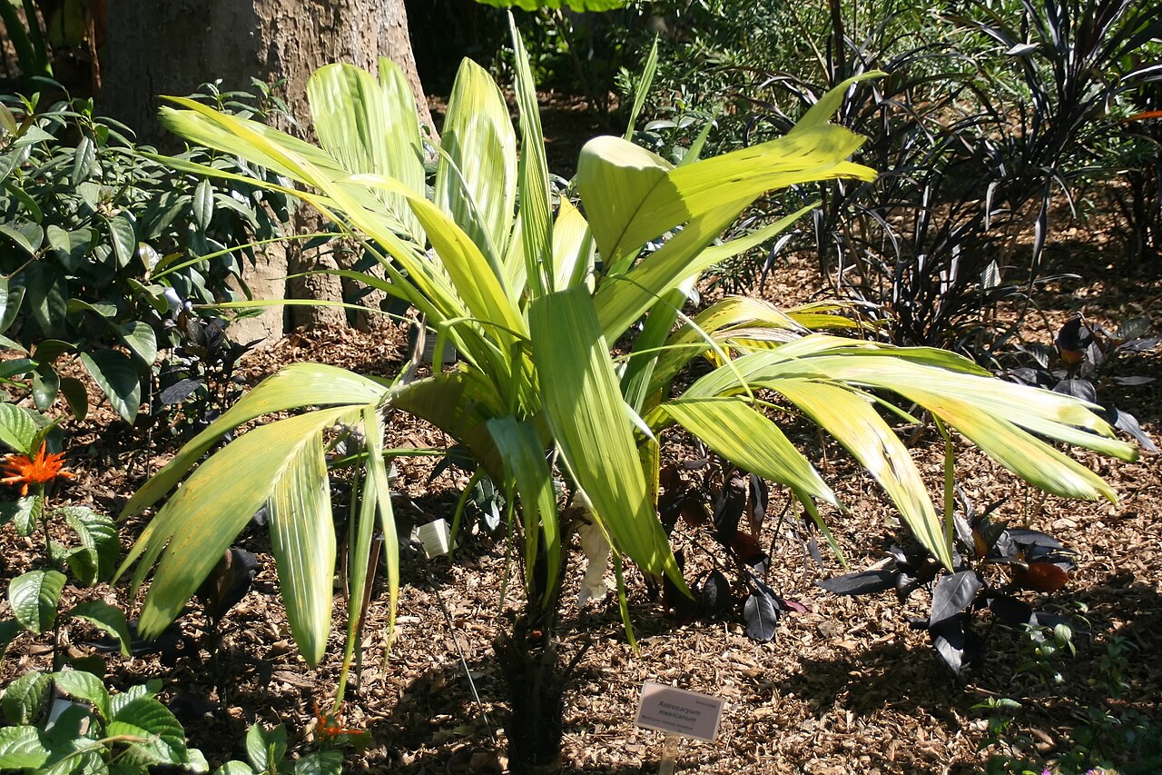 Astrocaryum mexicanum: Location taken: Fairchild Tropical Botanic Garden, Miami, FL USA. Names: Astrocaryum mexicanum Liebm. ex Mart., Chocho Palm, Palmier Du Méxique à Fruits En étoi