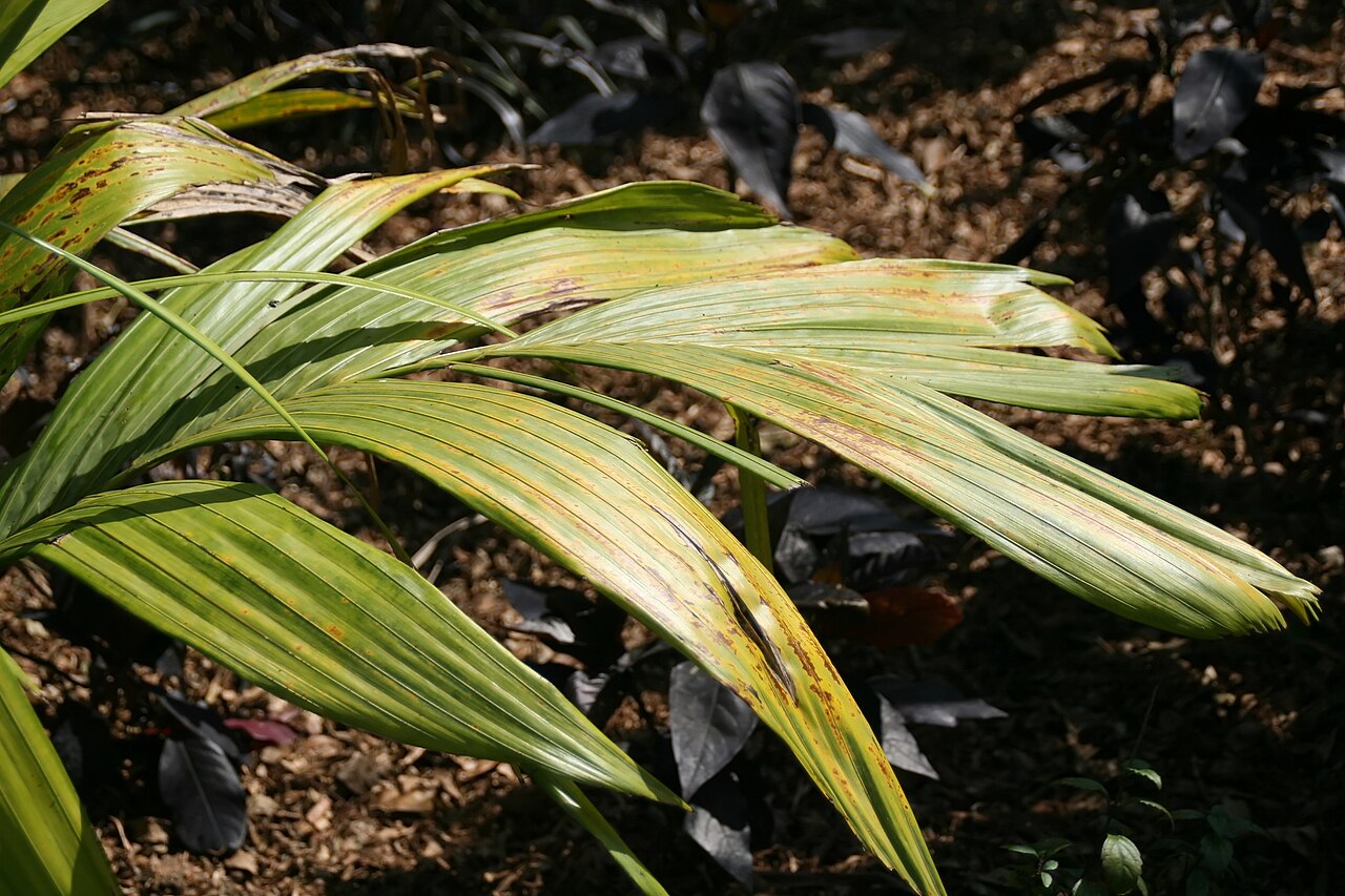 Astrocaryum mexicanum: Location taken: Fairchild Tropical Botanic Garden, Miami, FL USA. Names: Astrocaryum mexicanum Liebm. ex Mart., Chocho Palm, Palmier Du Méxique à Fruits En étoi
