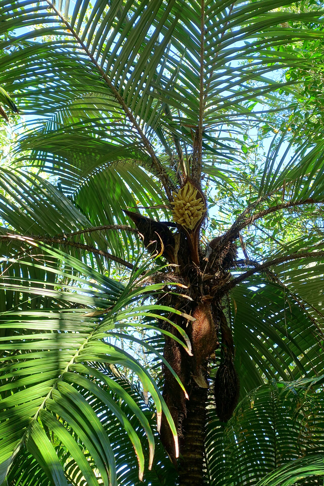 Astrocaryum mexicanum: Botanical specimen in the Marie Selby Botanical Gardens - Sarasota, Florida, USA.